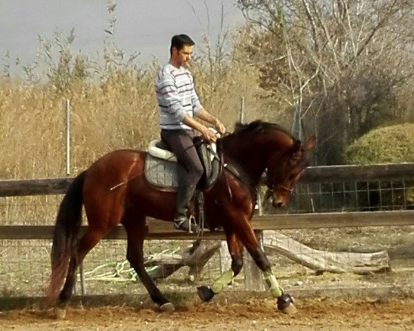 Pferd carinoso amigo (Andalusier, 2010)