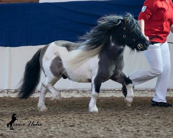 stallion Niceman of Catchpool (Shetland pony (under 87 cm), 2003, from Arosfa Deg Nice Boy)