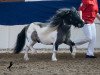 stallion Niceman of Catchpool (Shetland pony (under 87 cm), 2003, from Arosfa Deg Nice Boy)