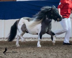 stallion Niceman of Catchpool (Shetland pony (under 87 cm), 2003, from Arosfa Deg Nice Boy)