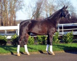 dressage horse Donatello (Hanoverian, 2014, from Danciano)