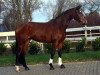 dressage horse Sinfonie (Hanoverian, 2014, from Sir Winston Churchill)