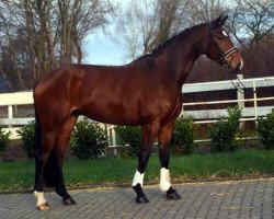 dressage horse Sinfonie (Hanoverian, 2014, from Sir Winston Churchill)