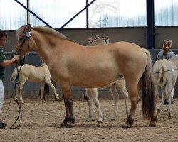 broodmare Hondra (Fjord Horse, 2000, from Havik III)