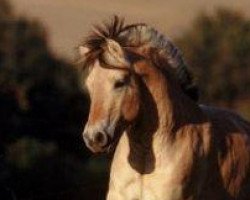 stallion Kristofferson (Fjord Horse, 2003, from Kvest Halsnæs)