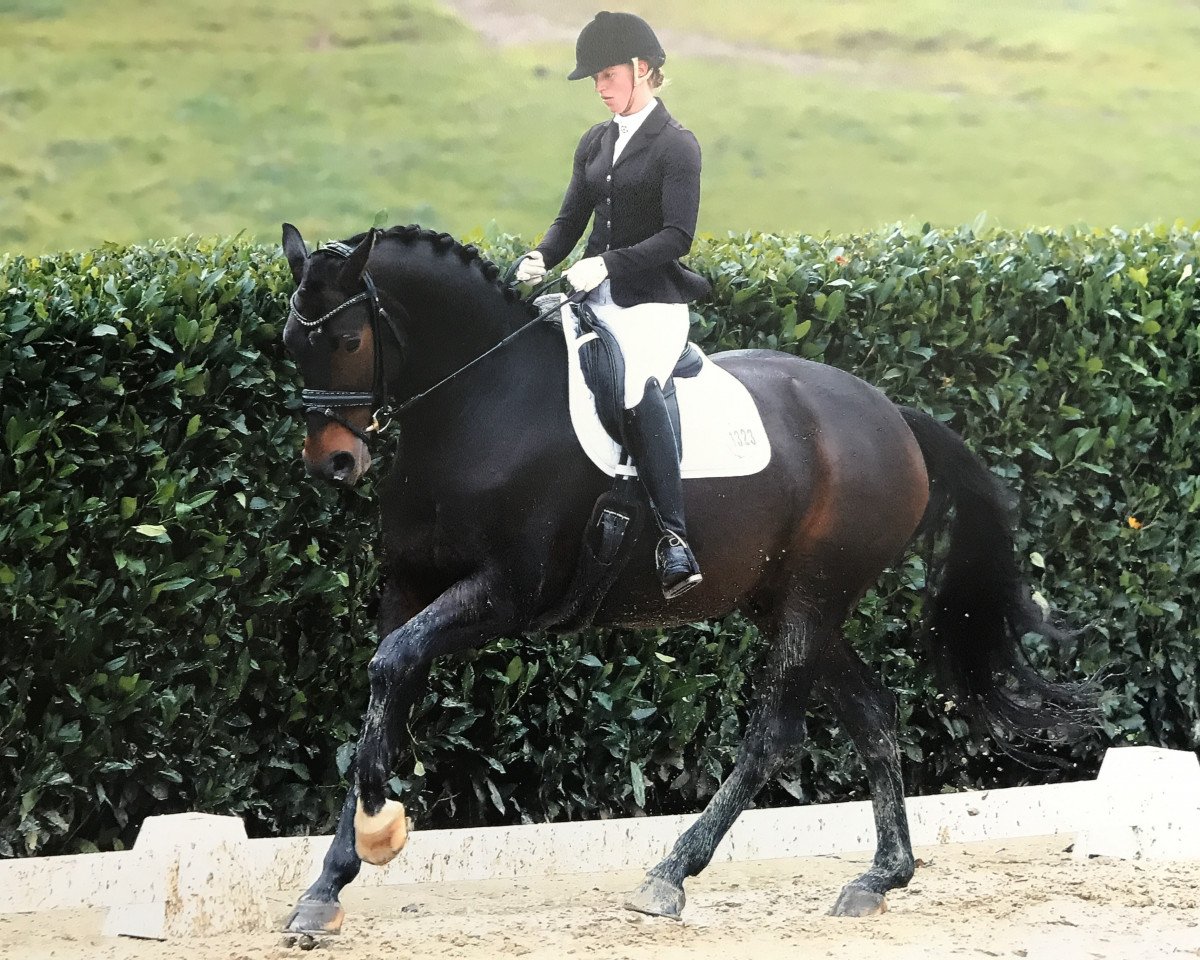 dressage horse Union Perfect (Hanoverian, 2013, from Uthopia)