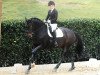 dressage horse Union Perfect (Hanoverian, 2013, from Uthopia)