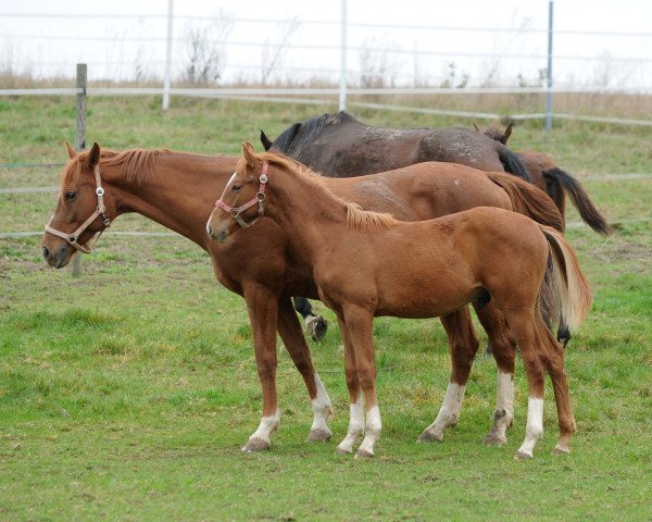 Zuchtstute Piko Lady (Westfale, 2010, von Piko's Son)