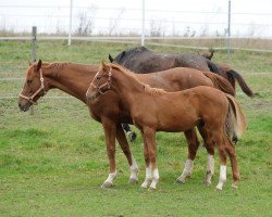 broodmare Piko Lady (Westphalian, 2010, from Piko's Son)