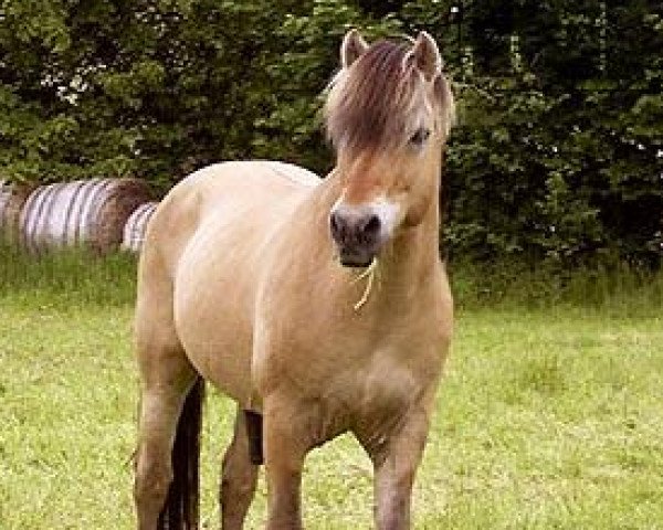 stallion Ibsen (Fjord Horse, 1993, from Isidor)