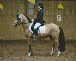 dressage horse Shortman 2 (Welsh Mix, 2008)