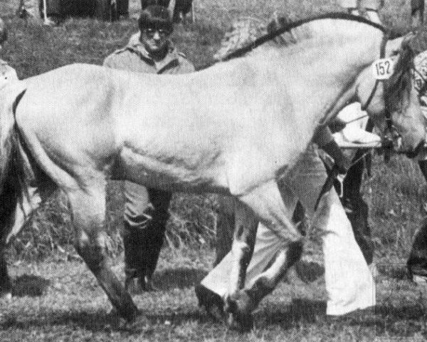 stallion Hjalmar-Junior (Fjord Horse, 1976, from Hjalmar 36)