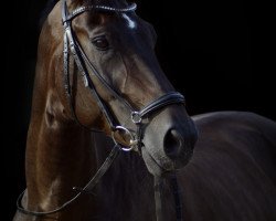 dressage horse Dream of Diamond (German Sport Horse, 2006, from Danzas)