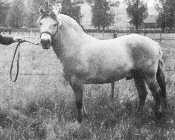 stallion Eisbaer K.587 (Fjord Horse, 1952, from Eid Manus)