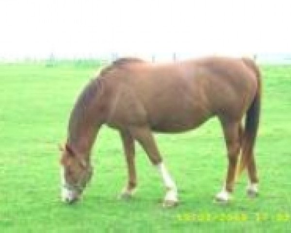 broodmare Giny du Soutrait (Selle Français, 1994, from Tresor de Cheux)