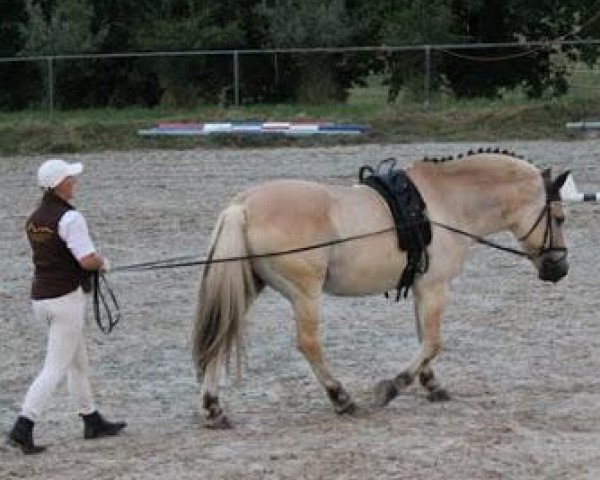 Pferd Osko (Fjordpferd, 1991, von Ohlsen)