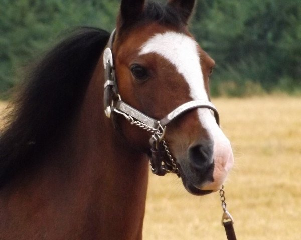 Pferd Lucky (Welsh Mountain Pony (Sek.A), 1997, von Nerando)