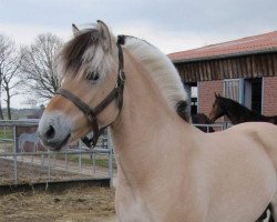 Pferd Danser (Fjordpferd, 2007, von Don Kjærgaard)