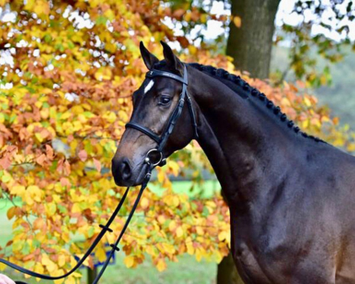 stallion Casual Chic SR Z (Hanoverian, 2012, from Castino 4)