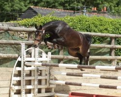 broodmare Queen Sympatico Tilia (French Pony, 2004, from Welcome Sympatico)