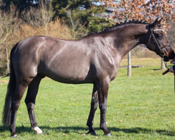 stallion Usandro Tilia Derlenn (French Pony, 2008, from Sandro Boy)