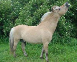 stallion Cæsar Halsnæs (Fjord Horse, 1977, from Rei Halsnæs D.542)