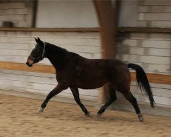 broodmare Quintina (Hanoverian, 2010, from Quintender 2)