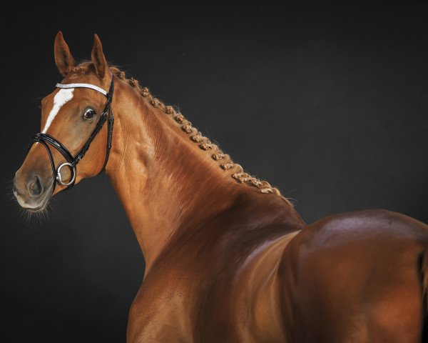 broodmare Kajana (Trakehner, 2011, from Ibisco xx)