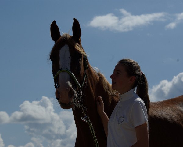 dressage horse Der kleine Muck S (German Riding Pony, 2005, from Mac Namara)