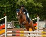 jumper Allerbeste 12 (Oldenburg show jumper, 2006, from Armitage)