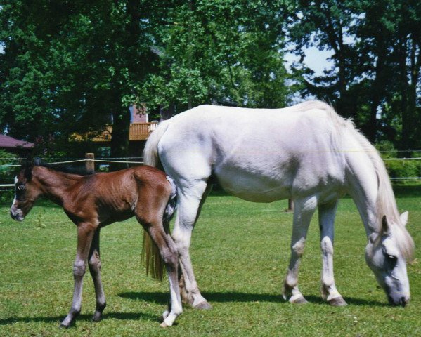 Zuchtstute Flygsa (Deutsches Reitpony, 1992)