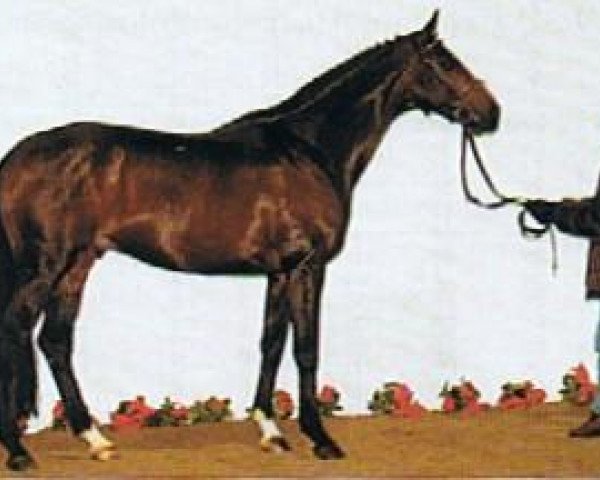 stallion Lucio Silla xx (Thoroughbred, 1993, from Dashing Blade xx)