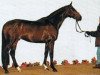 stallion Lucio Silla xx (Thoroughbred, 1993, from Dashing Blade xx)