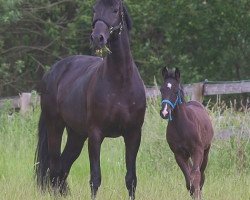 broodmare Romy (Oldenburg, 2007, from Ron Rubin)