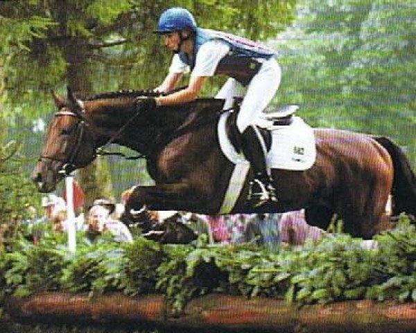 stallion Starway (Trakehner, 1988, from Star Regent xx)