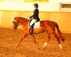 broodmare Solardy (Hanoverian, 2009, from Scolari)