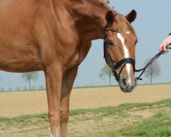 dressage horse Woody 154 (Rhinelander, 2012, from Weltrubin)