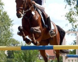 broodmare Ronja Rocker (German Riding Pony, 2001, from Deister)