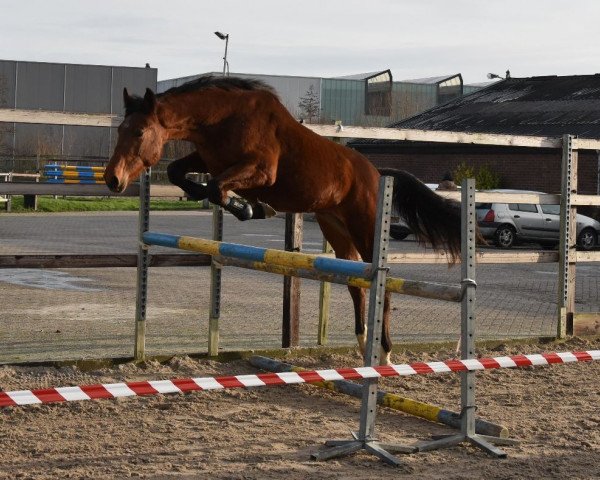 horse kojak (KWPN (Royal Dutch Sporthorse),  , from Kojak)