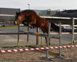 Pferd kojak (KWPN (Niederländisches Warmblut),  , von Kojak)