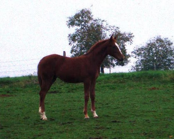 Pferd Sympathie W (Hessisches Warmblut, 2001, von Sunrise)