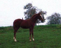 horse Sympathie W (Hessian Warmblood, 2001, from Sunrise)