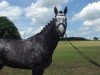 jumper Alaska vh Schaeck Z (Zangersheide riding horse, 2012, from Asca Z)