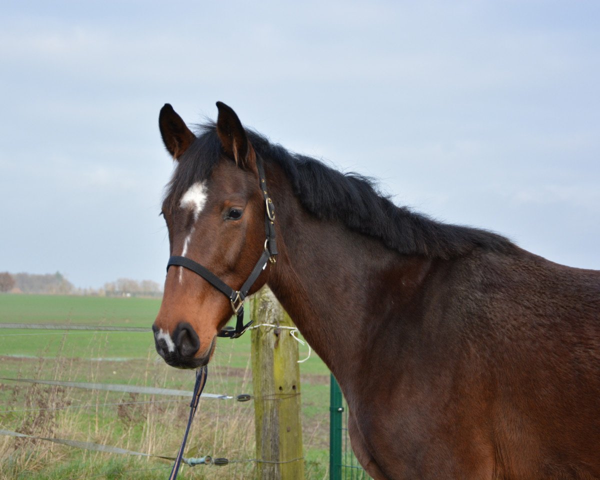 broodmare Cosma-Shiva 3 (Oldenburg show jumper, 2007, from Con Cosmos)