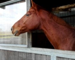 broodmare Maya du Loup (Selle Français, 2000, from Fétiche du Pas)