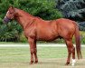 stallion Dr. Fong xx (Thoroughbred, 1995, from Kris S xx)