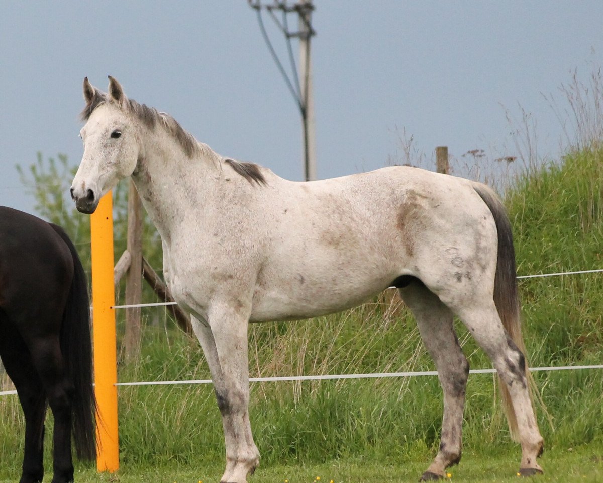 jumper Qualido 2 (Oldenburg show jumper, 2006, from Quality 9)