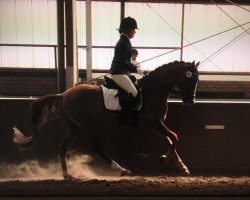 dressage horse Diego 507 (German Riding Pony, 2012, from FS Don't Worry)