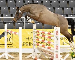 jumper Sasou PJ (Hanoverian, 2012, from Stanley)