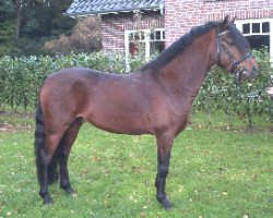 dressage horse Bentley 60 (German Riding Pony, 2007, from Bernhard)